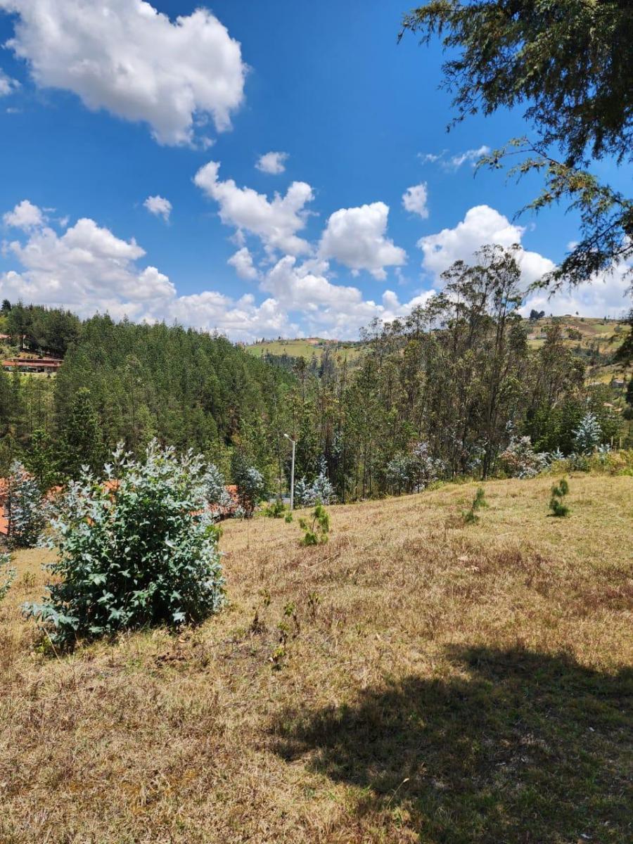 Venta de Terreno de 8 Hectáreas con Bosque de Pino en Tutupali, Azuay — imagen 5