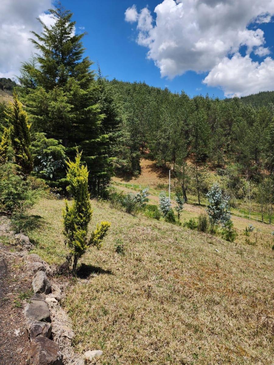Venta de Terreno de 8 Hectáreas con Bosque de Pino en Tutupali, Azuay — imagen 4