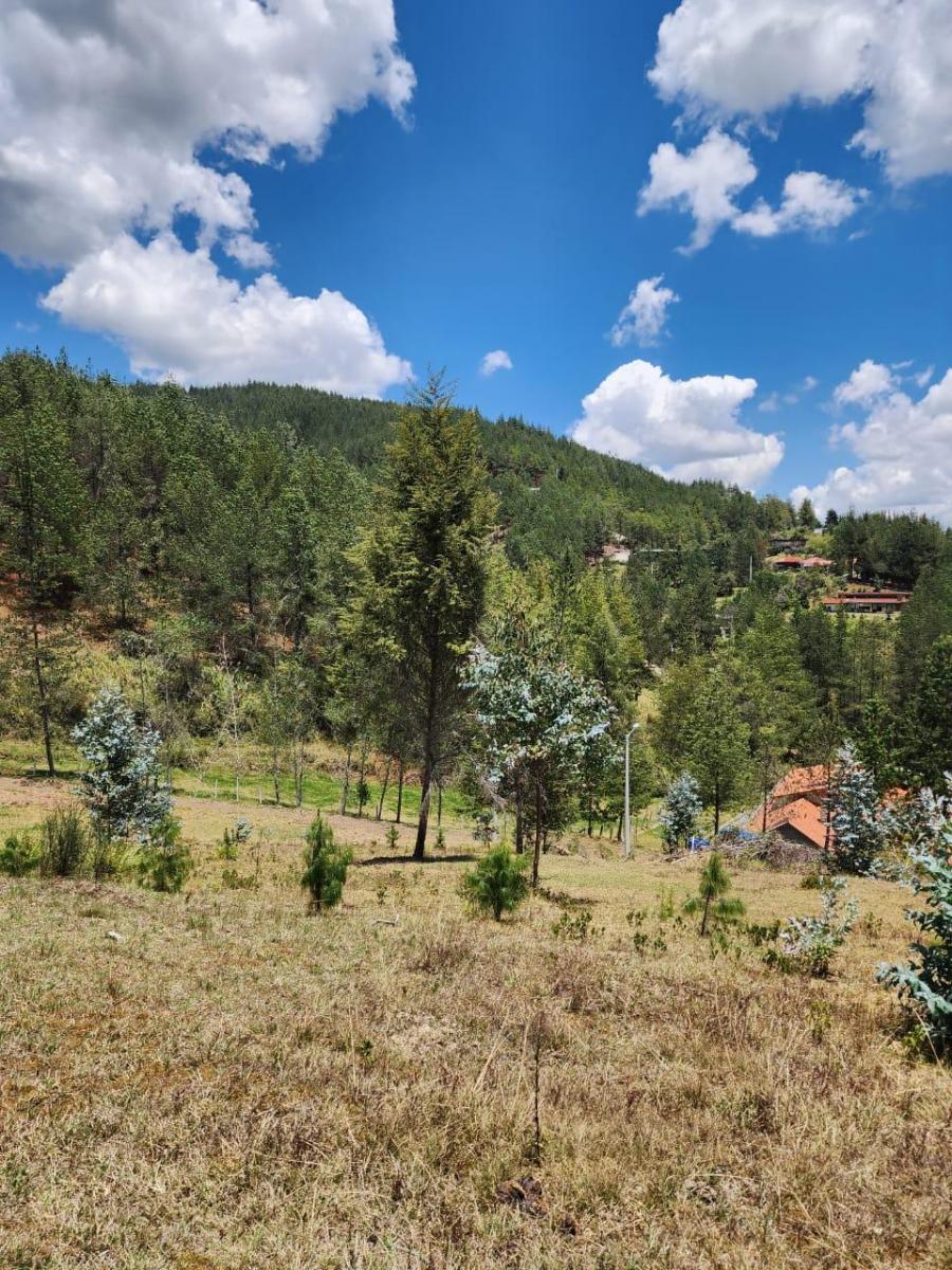 Venta de Terreno de 8 Hectáreas con Bosque de Pino en Tutupali, Azuay — imagen 3
