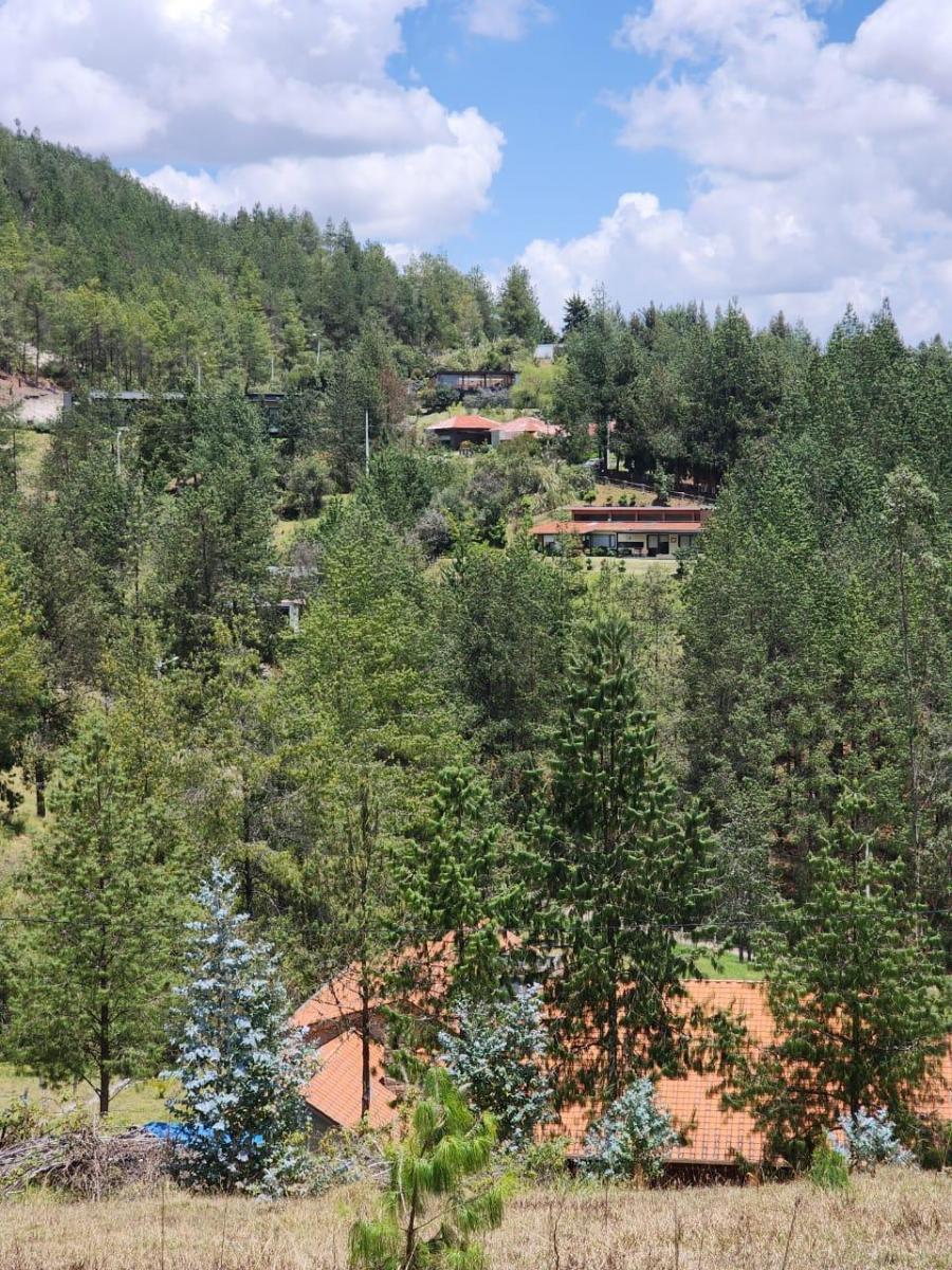 Venta de Terreno de 8 Hectáreas con Bosque de Pino en Tutupali, Azuay — imagen 2