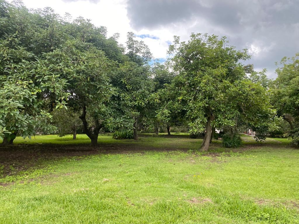 Terreno de Venta en Puembo Sector La Palma — imagen 8
