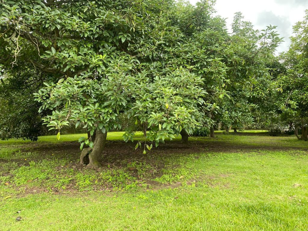 Terreno de Venta en Puembo Sector La Palma — imagen 7