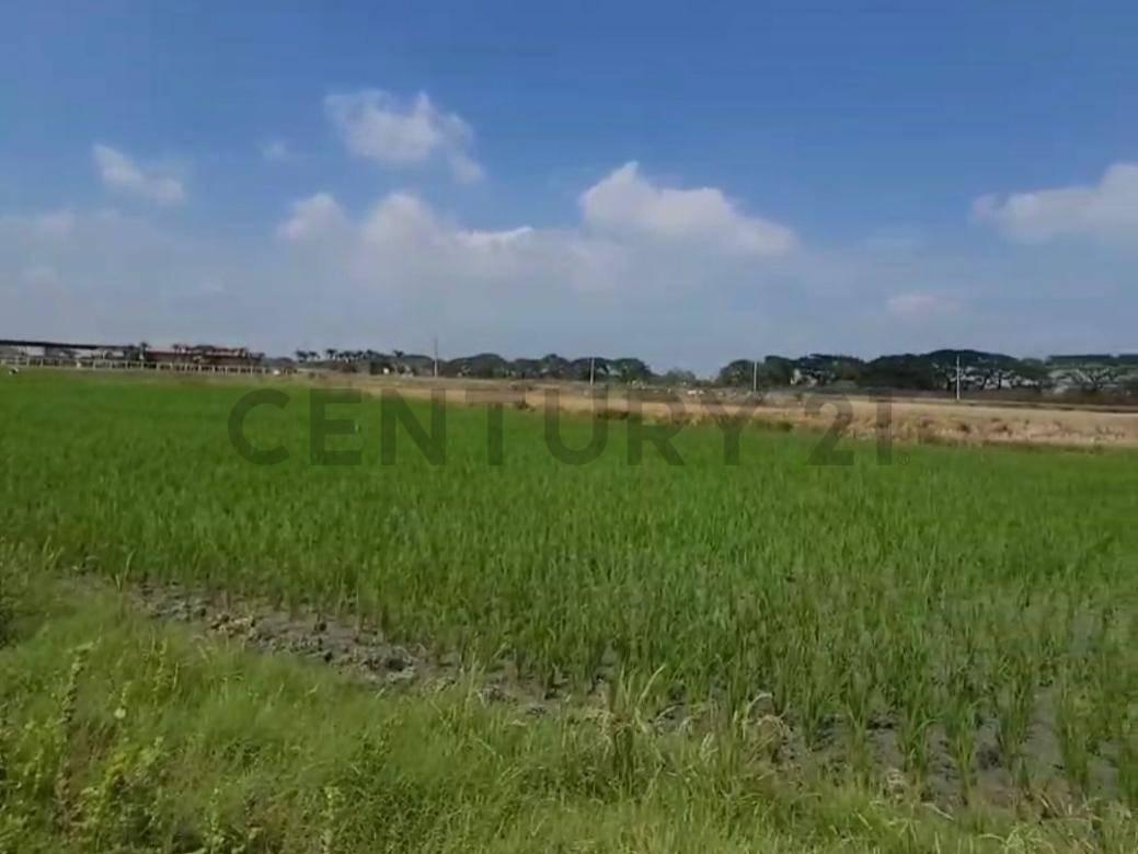 Terreno en Venta Lotización Buijo, Samborondón, Guayas — imagen 9