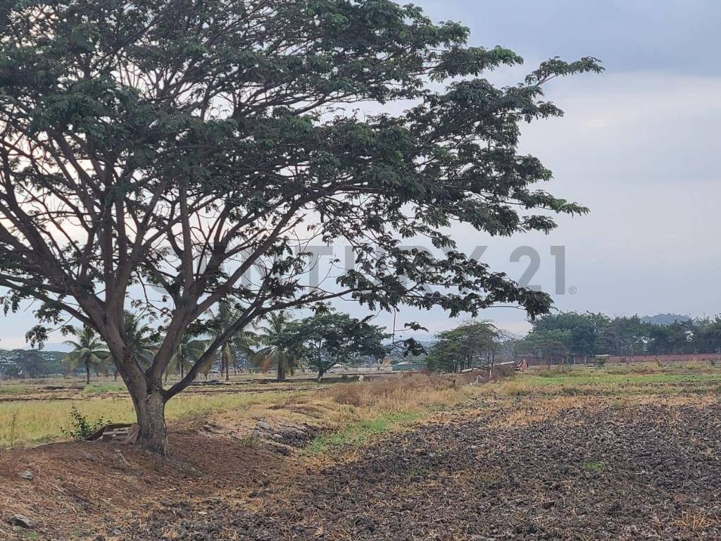 Terreno en Venta Lotización Buijo, Samborondón, Guayas — imagen 5