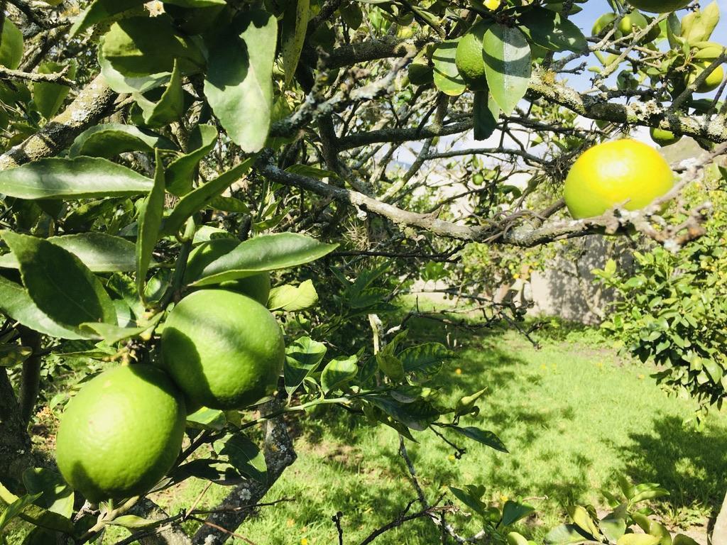 Jal. Venta Quinta en Guayllabamba, con Casa 2 Pisos, Bbq y Árboles Frutales — imagen 8