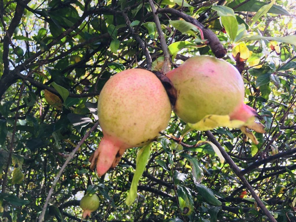 Jal. Venta Quinta en Guayllabamba, con Casa 2 Pisos, Bbq y Árboles Frutales — imagen 7