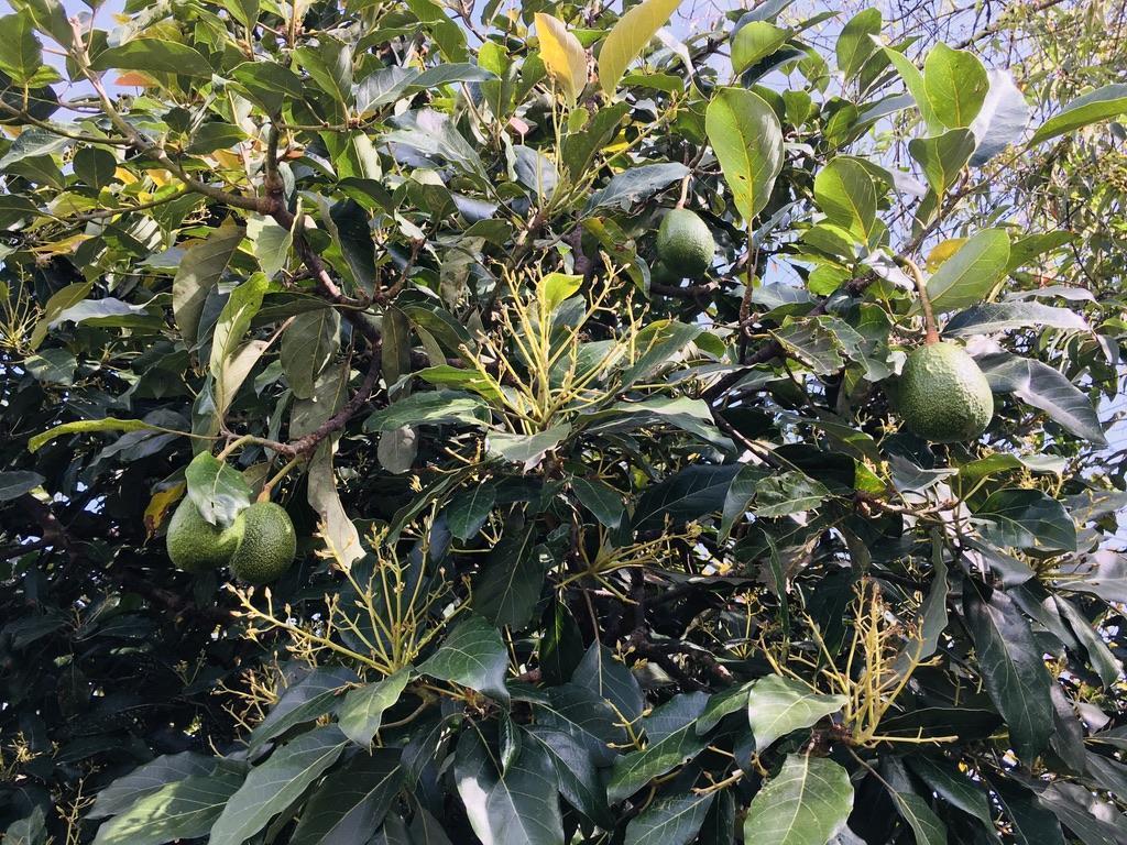 Jal. Venta Quinta en Guayllabamba, con Casa 2 Pisos, Bbq y Árboles Frutales — imagen 6