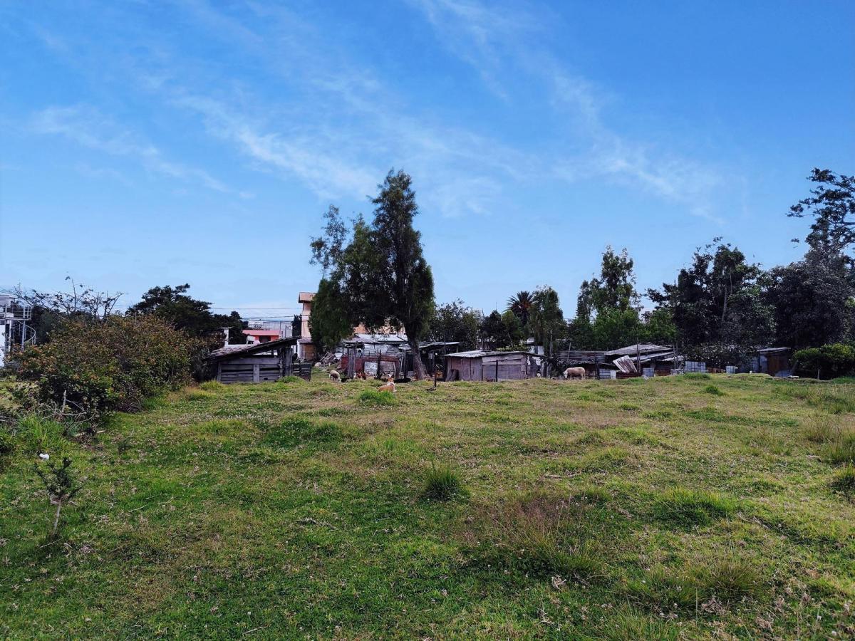 Terreno en Arriendo en Tumbaco | Ideal Para Guardería Canina, Logística o Club Deportivo — imagen 4