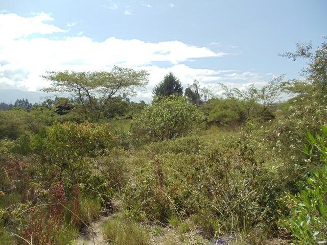 Vendo Oportunidad Terrenos de 5000 m en Nápoles Puembo — imagen 10
