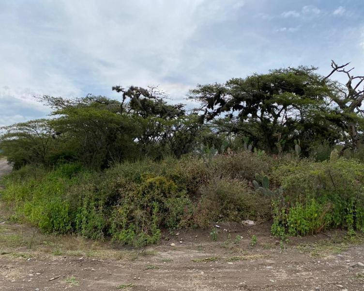 Vendo Oportunidad Terrenos de 5000 m en Nápoles Puembo — imagen 4