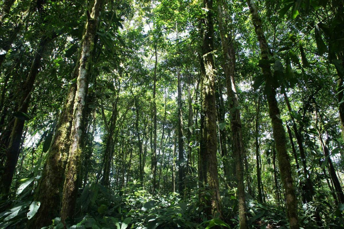 Oportunidad Remate Mindo Para Inversionistas, Ideal Para Proyecto Turístico, Cerca Mashpi Lodge — imagen 10