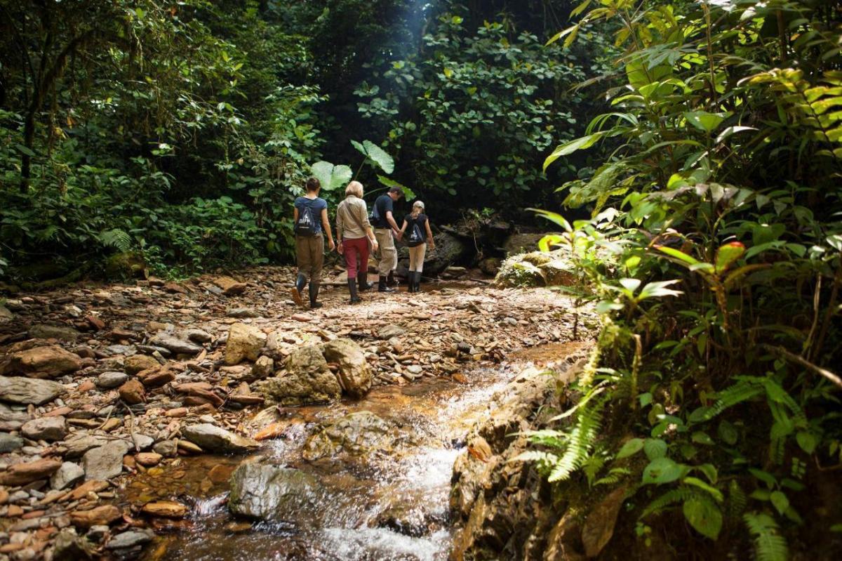 Oportunidad Remate Mindo Para Inversionistas, Ideal Para Proyecto Turístico, Cerca Mashpi Lodge — imagen 9