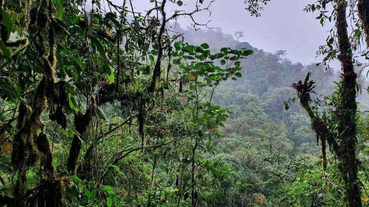 Oportunidad Remate Mindo Para Inversionistas, Ideal Para Proyecto Turístico, Cerca Mashpi Lodge — imagen 7
