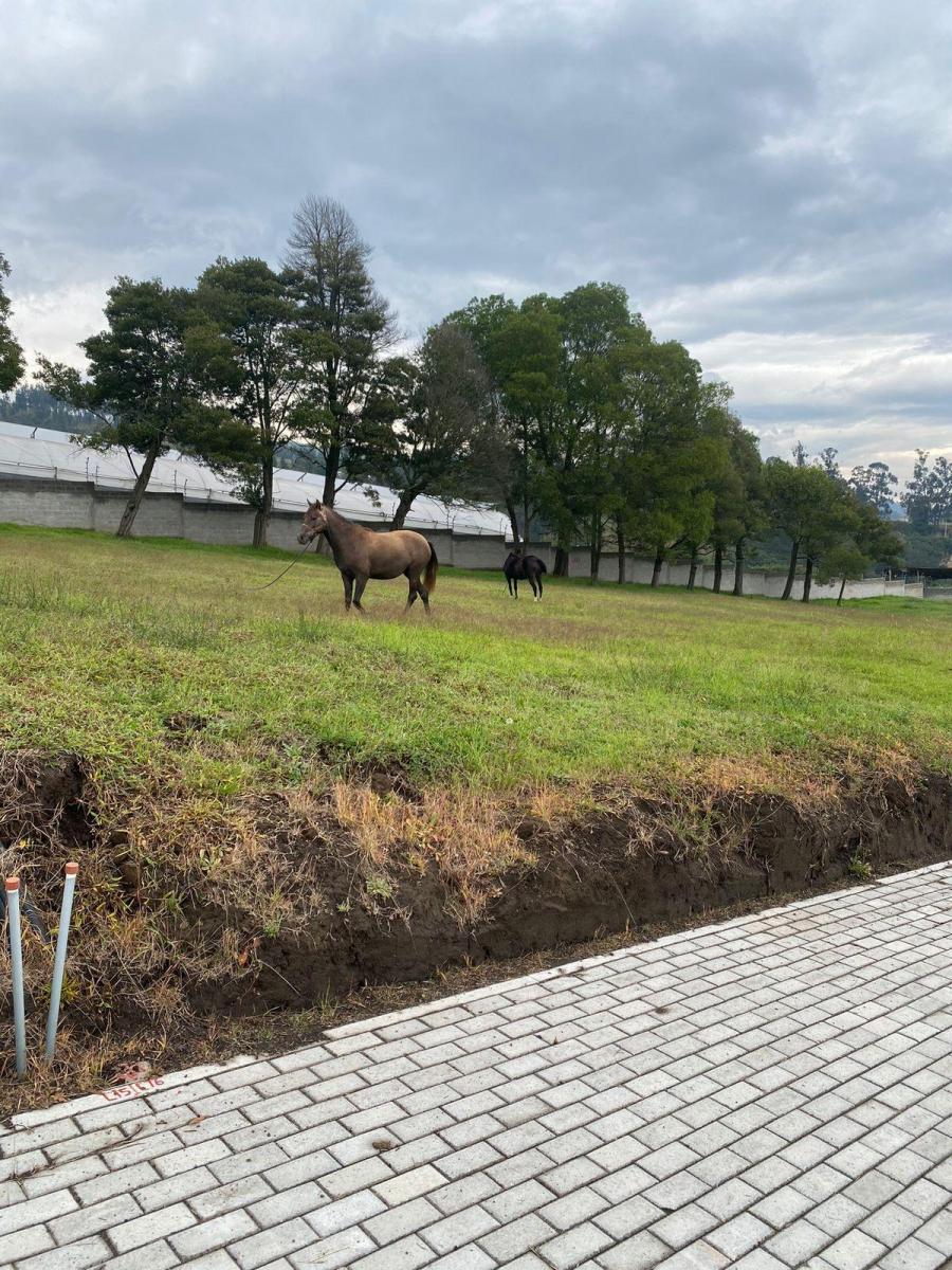 De Venta Hermoso Terreno (Checa) — imagen 4