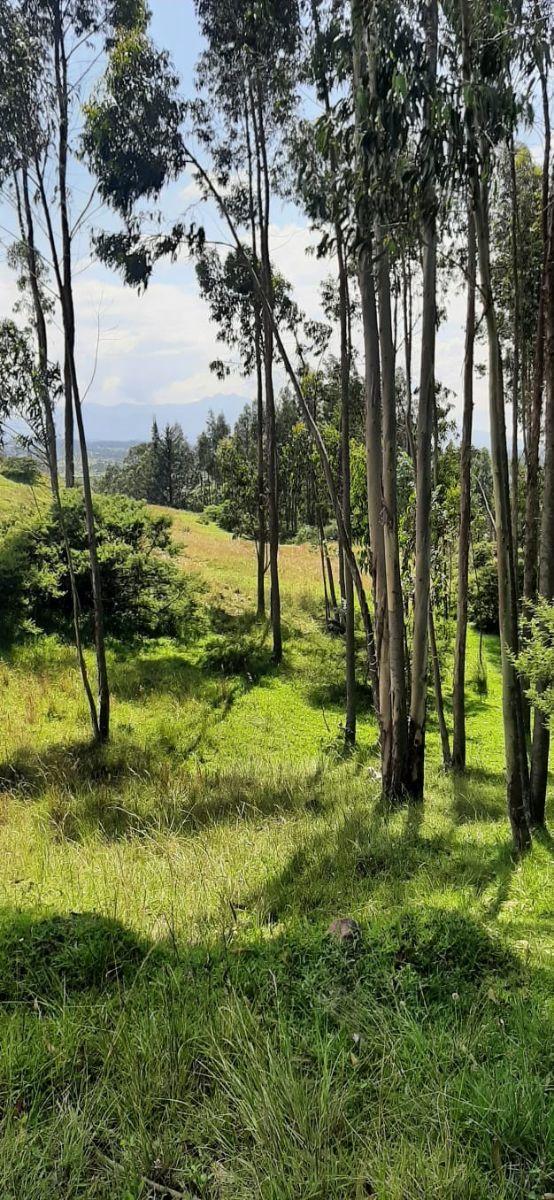 Terreno en Venta 3.9 Ha El Inga - Pifo - Pichincha — imagen 6