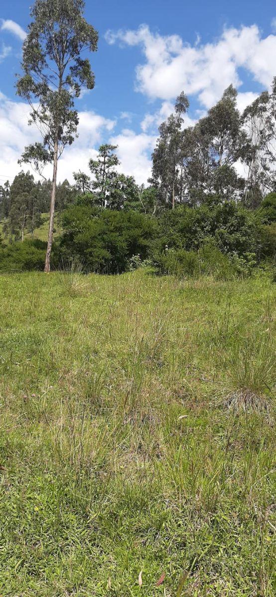 Terreno en Venta 3.9 Ha El Inga - Pifo - Pichincha — imagen 5