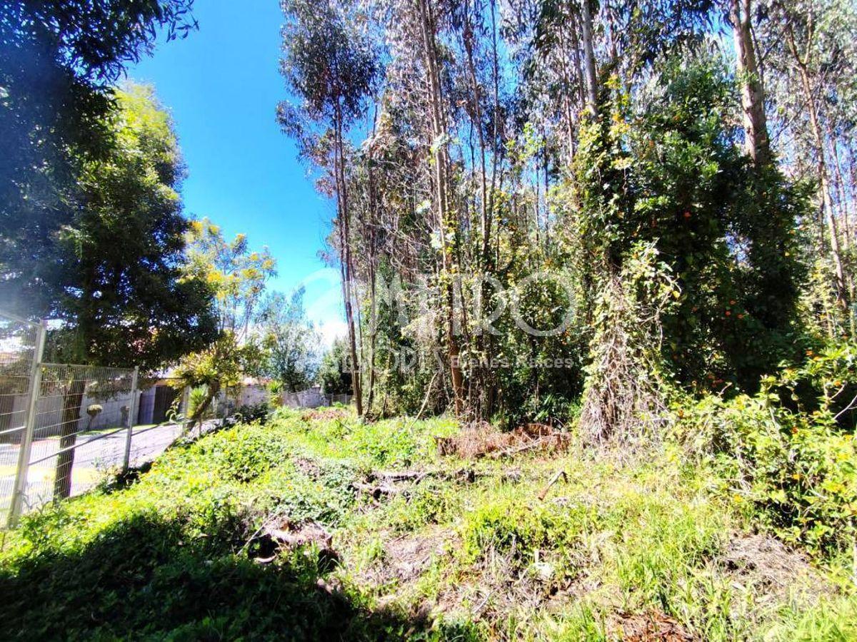 Terreno de 3.173 m² en Venta Dentro de La Urbanización Campo Alegre — imagen 5