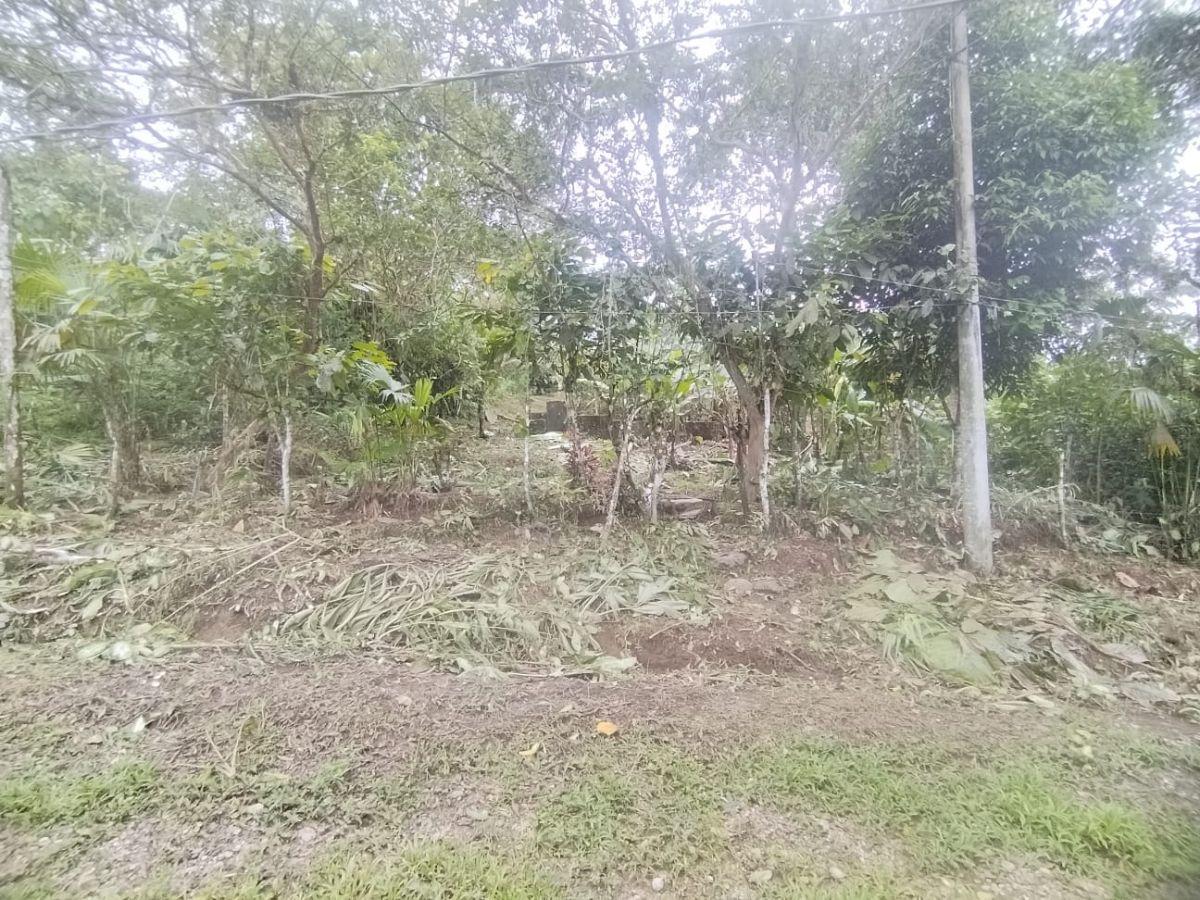 Terreno en Venta, Pacto, Comunidad Mashpi. Provincia de Pichincha — imagen 10