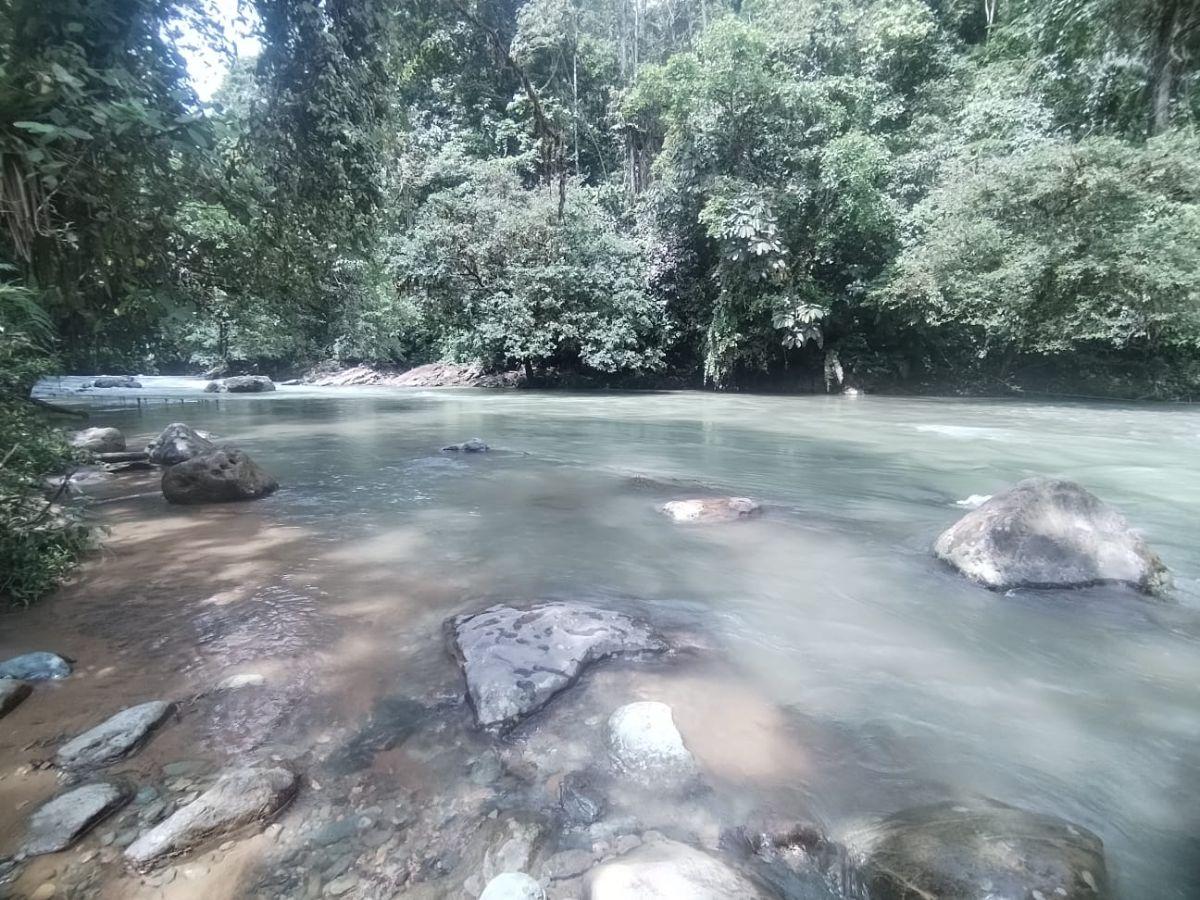 Terreno en Venta, Pacto, Comunidad Mashpi. Provincia de Pichincha — imagen 7