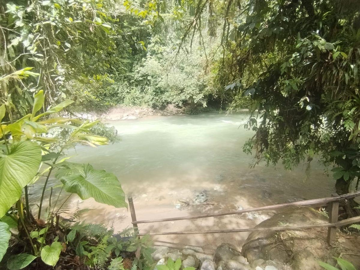 Terreno en Venta, Pacto, Comunidad Mashpi. Provincia de Pichincha — imagen 6