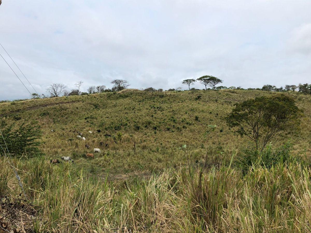 Venta Terreno con Área Para Producción Ganadera, Agricola y Camaronera – Cojimies, Manabí — imagen 5