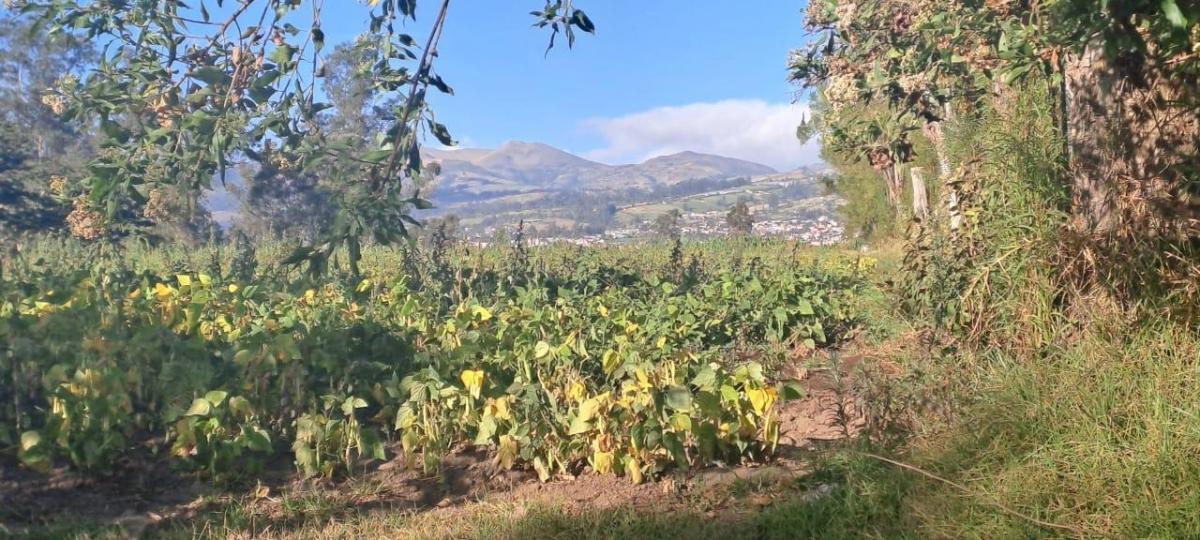 Vendo Terreno Agrícola Yaruquí Sector San Rafael Frente 50 m 9.500 m² — imagen 7