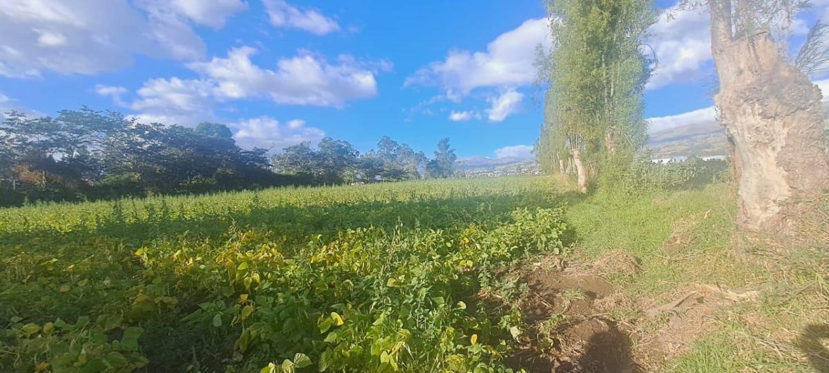 Vendo Terreno Agrícola Yaruquí Sector San Rafael Frente 50 m 9.500 m² — imagen 4