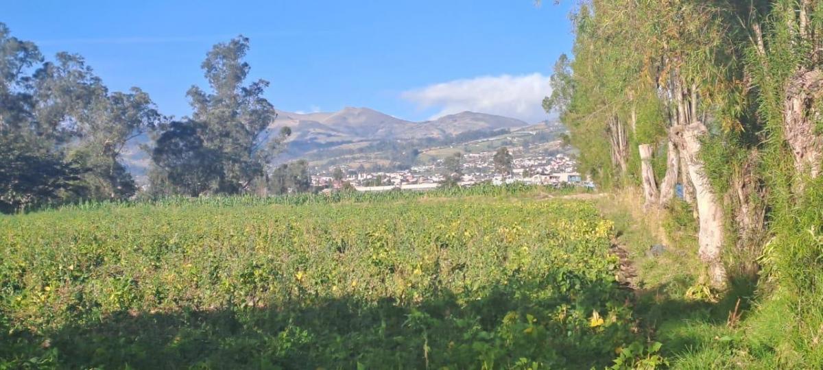 Vendo Terreno Agrícola Yaruquí Sector San Rafael Frente 50 m 9.500 m² — imagen 3