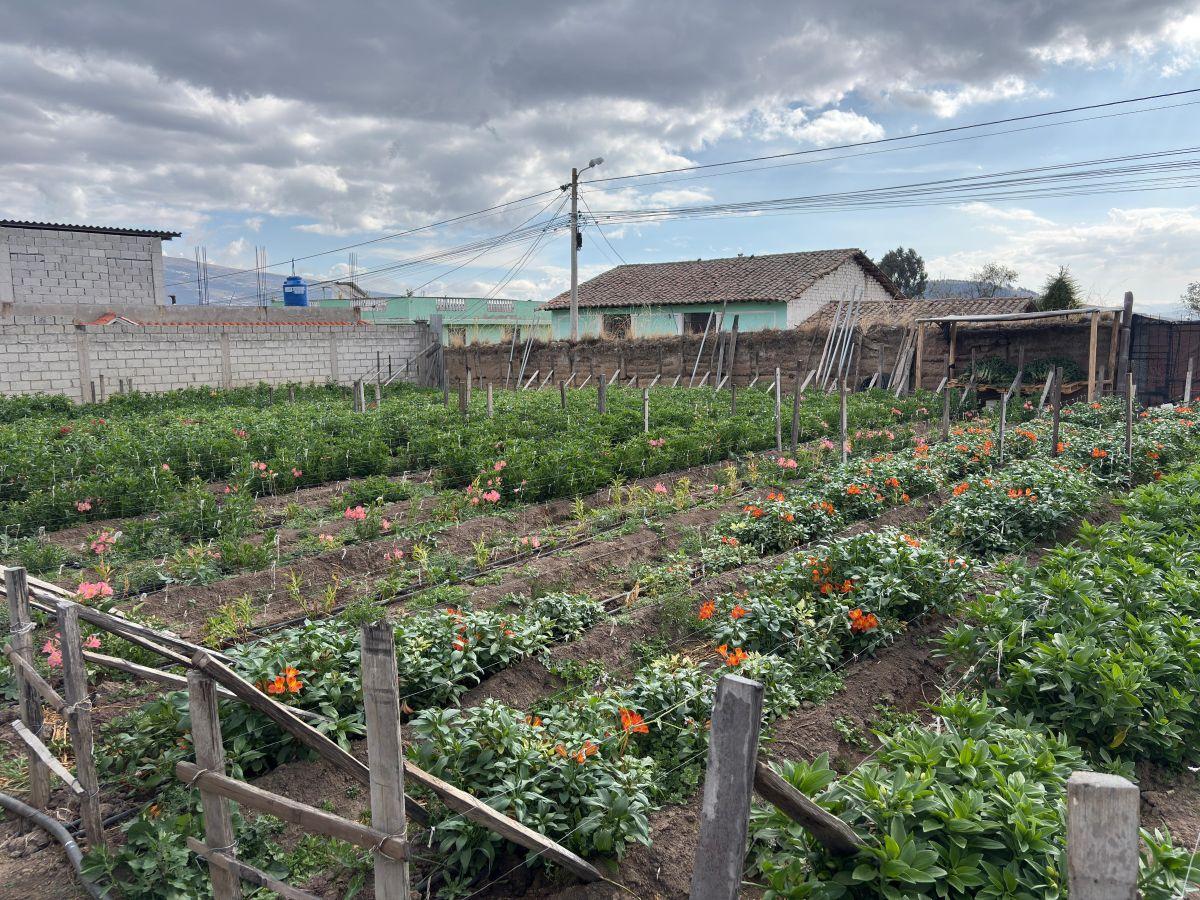 Lote de Terreno en Venta Cayambe — imagen 9