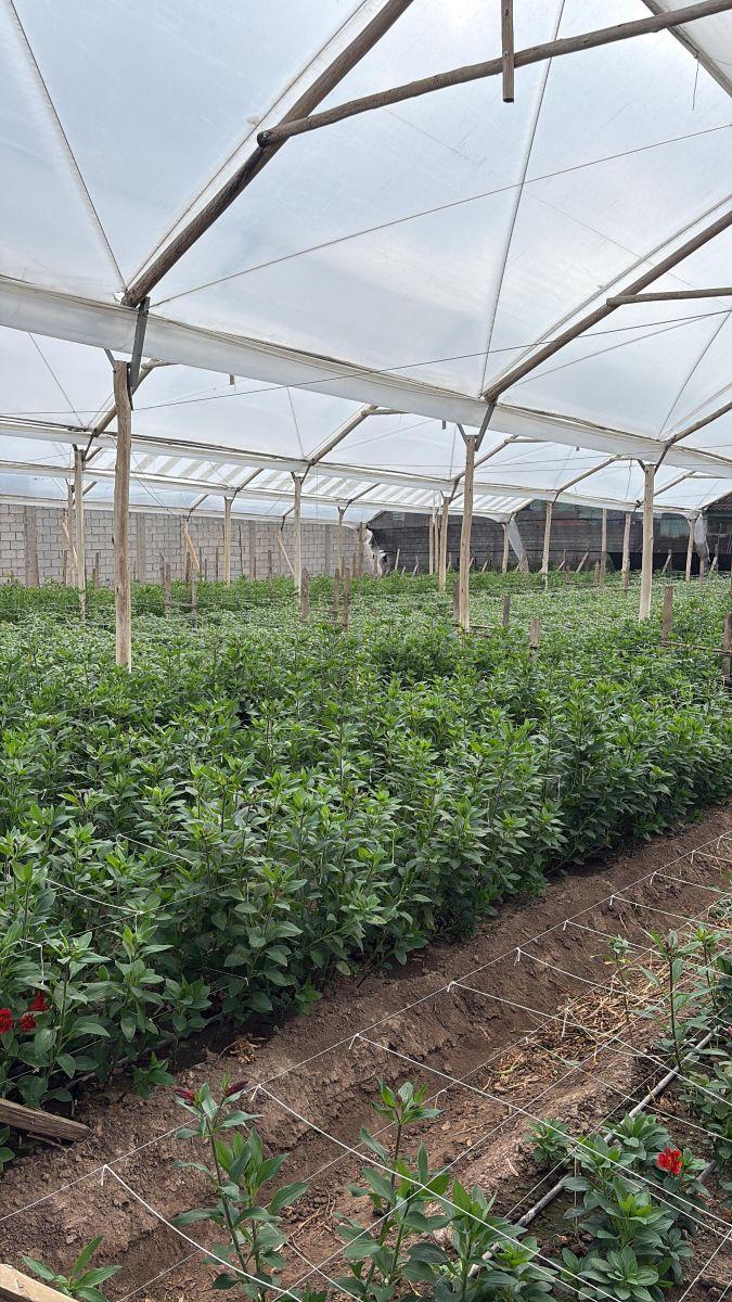 Lote de Terreno en Venta Cayambe — imagen 8