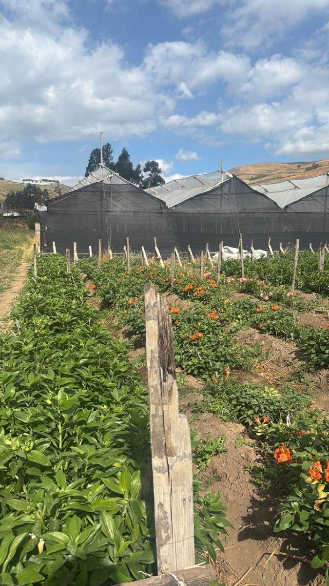 Lote de Terreno en Venta Cayambe — imagen 6