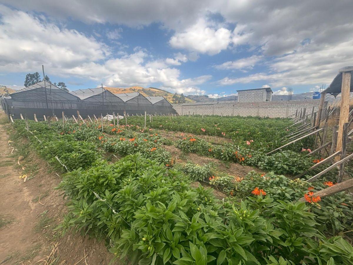 Lote de Terreno en Venta Cayambe — imagen 2