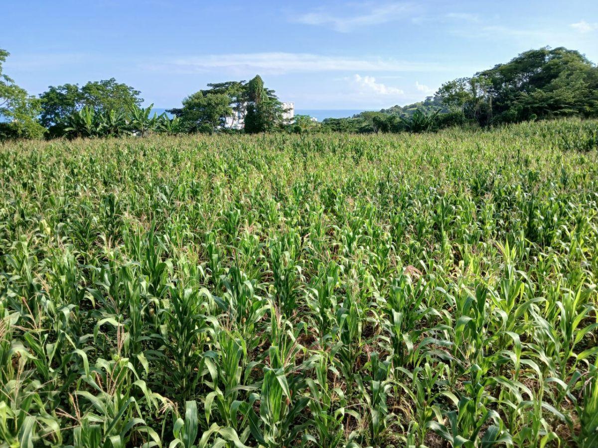 Terrenos de Venta en Tonsupa – Via del Spondylus. Provincia de Esmeraldas — imagen 6