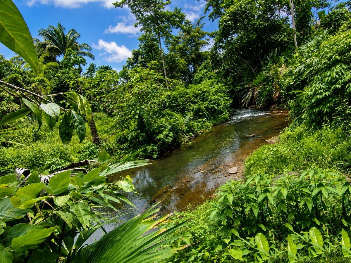 Se Vende Finca con Abacá en Produccion, en Monterrey - La Concordia - Santo Domingo - Ecuador — imagen 8