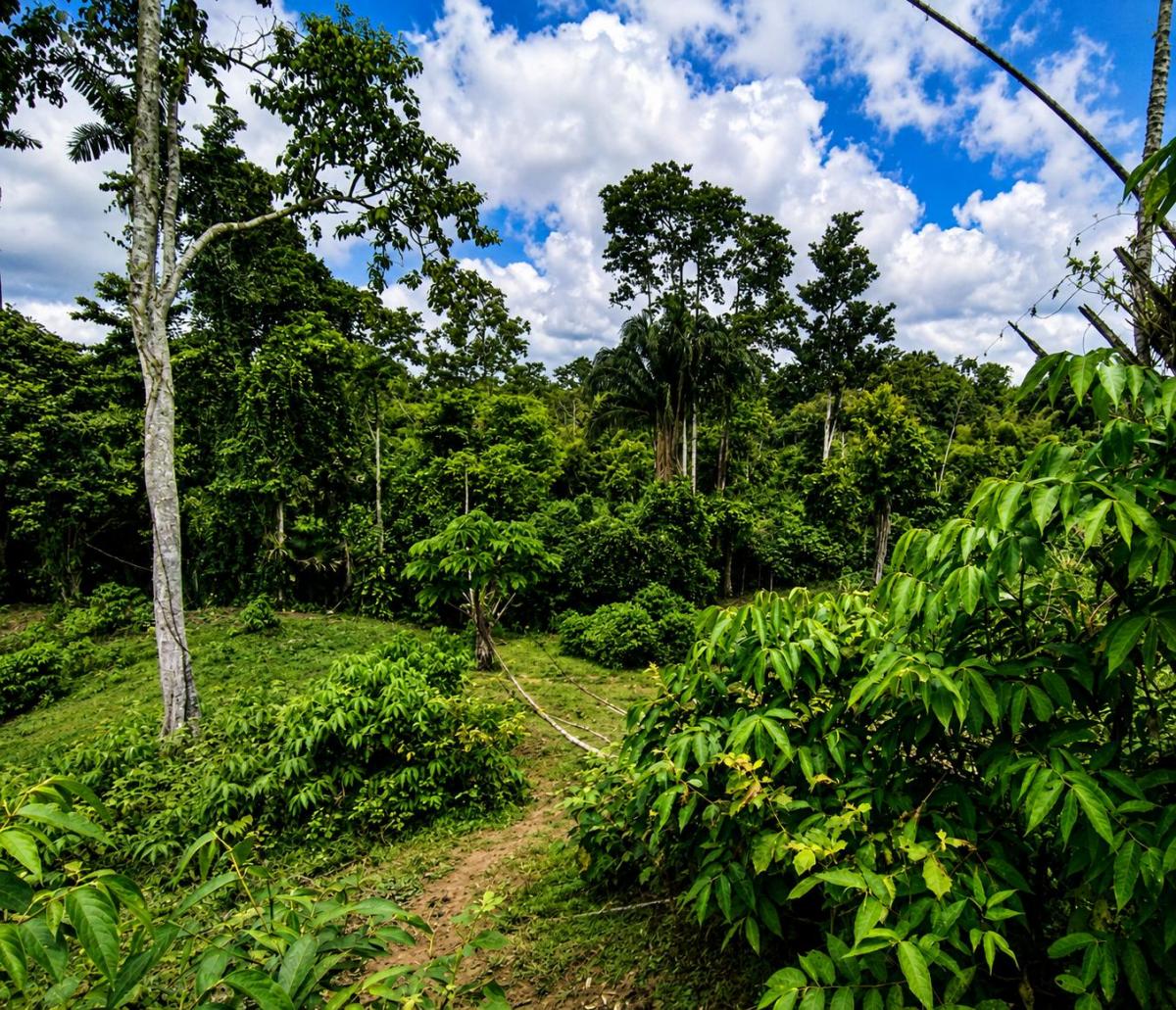 Se Vende Finca con Abacá en Produccion, en Monterrey - La Concordia - Santo Domingo - Ecuador — imagen 7