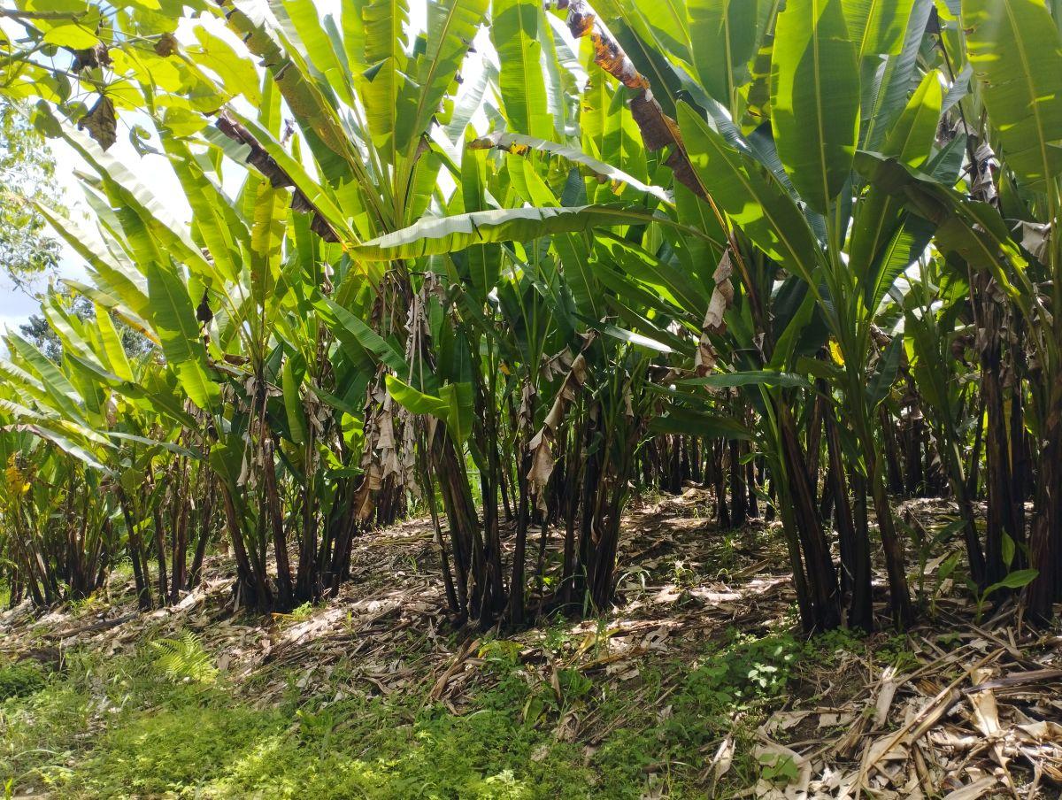 Se Vende Finca con Abacá en Produccion, en Monterrey - La Concordia - Santo Domingo - Ecuador — imagen 6