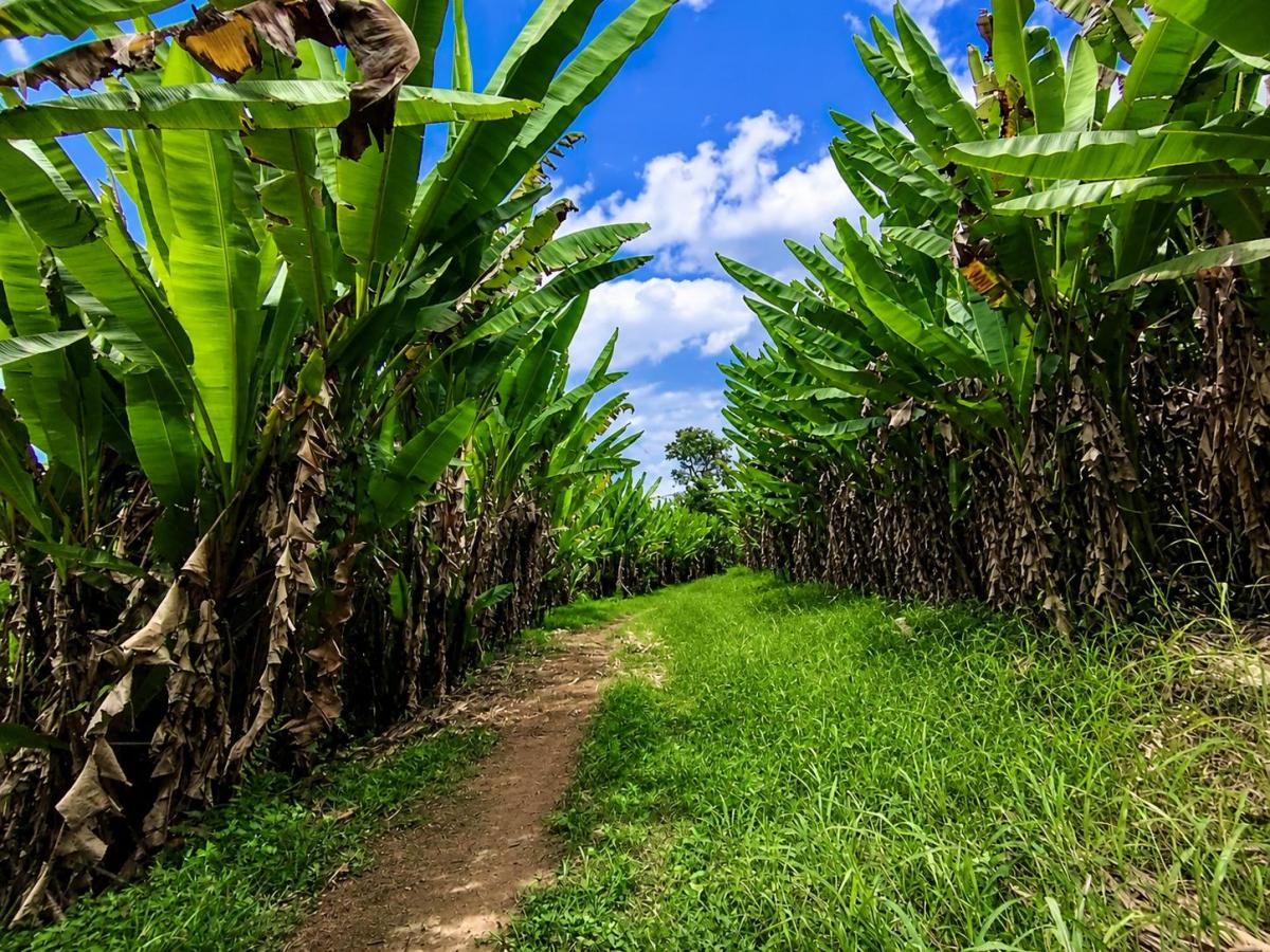 Se Vende Finca con Abacá en Produccion, en Monterrey - La Concordia - Santo Domingo - Ecuador — imagen 3