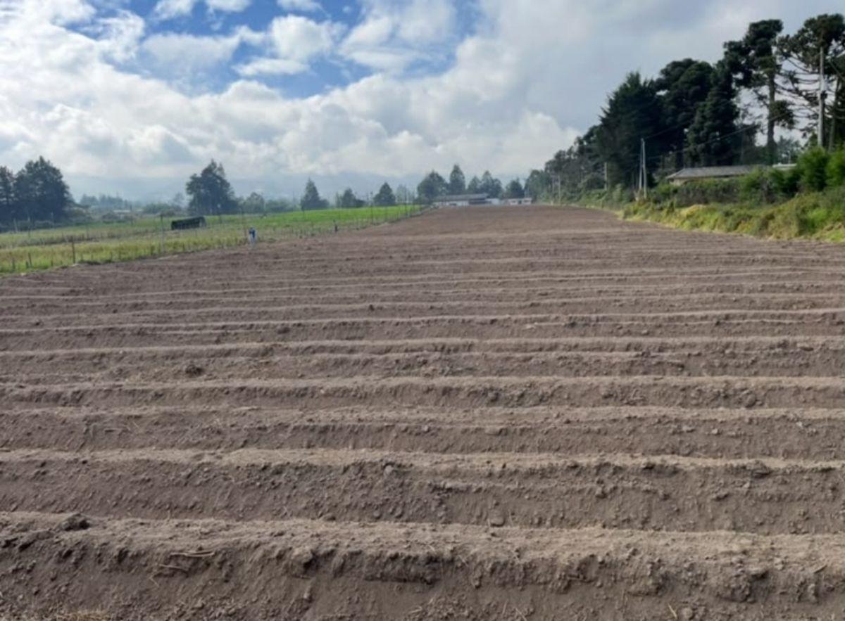 Checa, Vendo Terreno 25.000 m² Terreno, con Sembrío de Flores, Futuro Inmobioiario, Sector Seguro — imagen 10