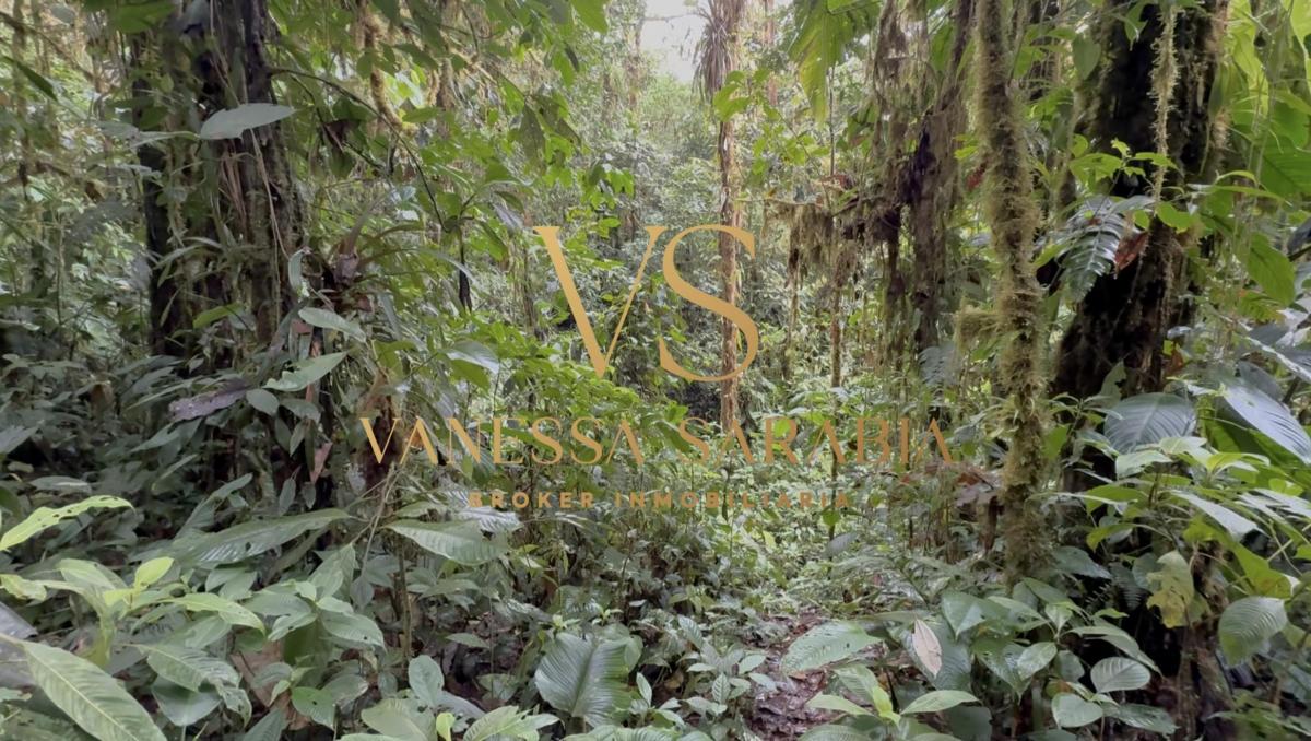 Terreno de m² en Venta en Pedro Vicente Maldonado - Pachijal — imagen 8