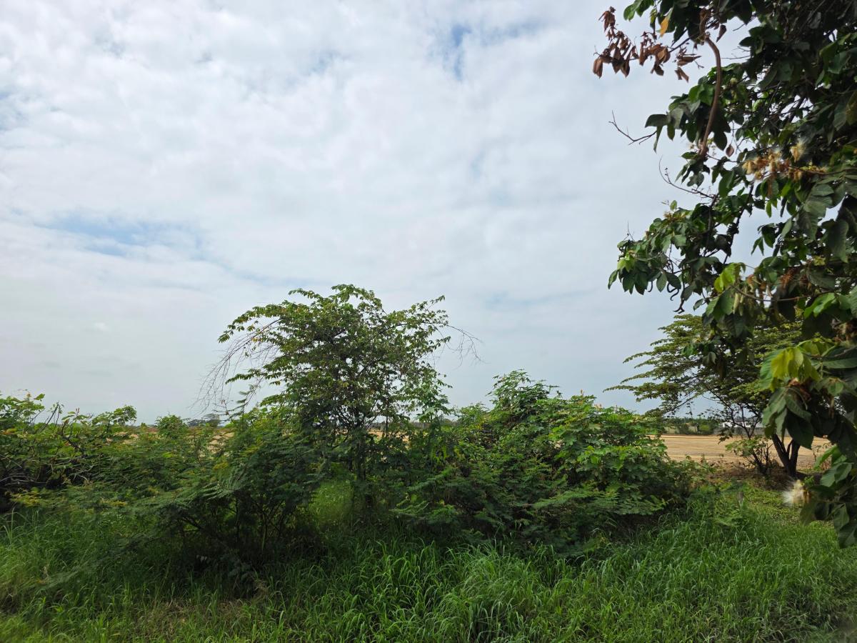 Vendo Terreno Ideal Para Urbanización, El Nuevo Samborondon, La Barranca, Atras de La Peninsula Cc, Guayas — imagen 6