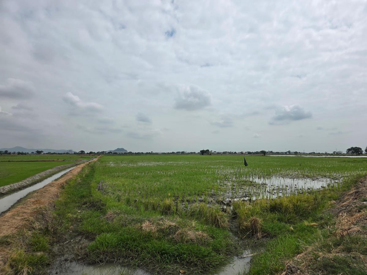 Vendo Terreno Ideal Para Urbanización, El Nuevo Samborondon, La Barranca, Atras de La Peninsula Cc, Guayas — imagen 4