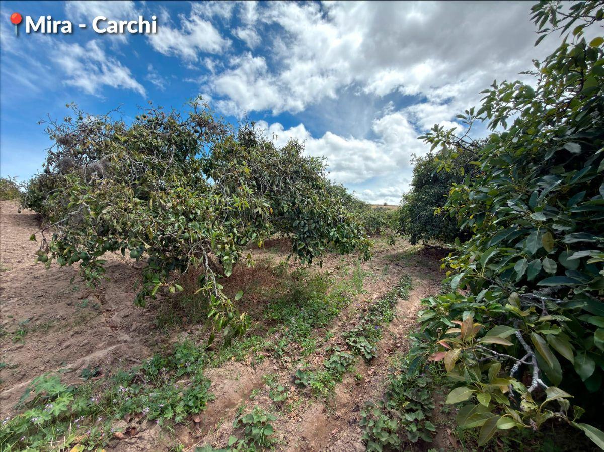 Se Vende Predio de 15 Hectáreas, Mira, Provincia del Carchi, Carchi — imagen 8