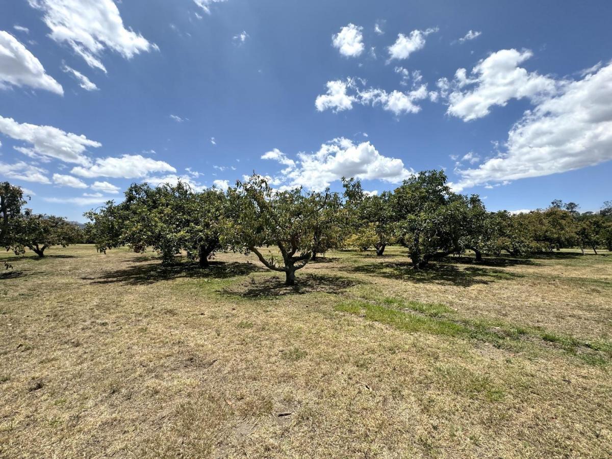 Terreno de Venta Plano en Arrayanes Puembo — imagen 4