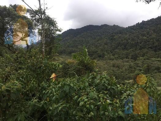 Terreno en Veta en Mindo a 14 Km del Centro — imagen 6