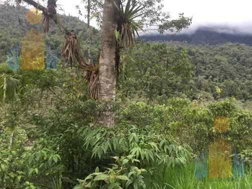 Terreno en Veta en Mindo a 14 Km del Centro — imagen 5