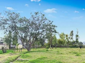 Rento Terreno 4.831 m² Tumbaco Sector Tola Chica 3 — imagen 5