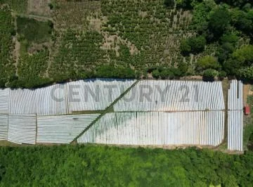 Hacienda Productora de Biomasa de Cbd — imagen 5