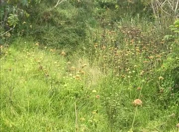 Vendo Terreno Plano 32.736 m² Urbanizado $30 Xm², Urbano, Urcuquí, Imbabura, Vía, Imbabura — imagen 2