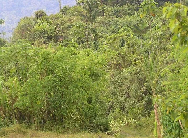 Terreno en venta en San Lorenzo — imagen 2