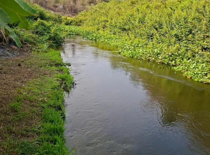 Terreno Agrícola de 115 Has con Riego en San Lorenzo del Mate Progreso, Guayas — imagen 1